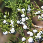 Eastern Red Cedar (Juniperus Virginiana) 50 seeds