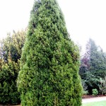 Eastern Red Cedar (Juniperus Virginiana) 15 seeds