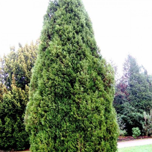 Eastern Red Cedar (Juniperus Virginiana) 30 seeds