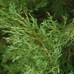 Eastern Red Cedar (Juniperus Virginiana) 50 seeds