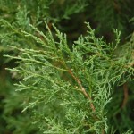 Eastern Red Cedar (Juniperus Virginiana) 30 seeds