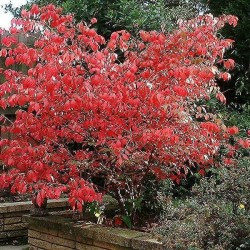 Eastern Wahoo (Euonymus Atropurpurea) 10 seeds
