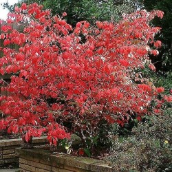 Eastern Wahoo (Euonymus Atropurpurea) 10 seeds