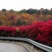 Eastern Wahoo (Euonymus Atropurpurea) 5 seeds