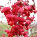 Eastern Wahoo (Euonymus Atropurpurea) 10 seeds