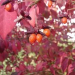 Eastern Wahoo (Euonymus Atropurpurea) 5 seeds