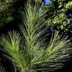Eastern White Pine (Pinus Strobus) 5 seeds