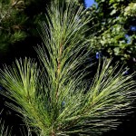Eastern White Pine (Pinus Strobus) 15 seeds