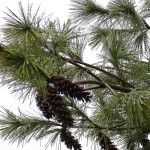 Eastern White Pine (Pinus Strobus) 5 seeds