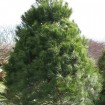 Eastern White Pine (Pinus Strobus) 15 seeds