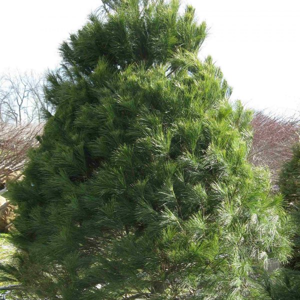 Pinus strobus (Eastern White Pine)