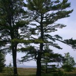 Eastern White Pine (Pinus Strobus) 30 seeds