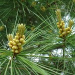 Eastern White Pine (Pinus Strobus) 30 seeds