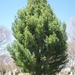 Eastern White Pine (Pinus Strobus) 30 seeds