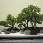Elegant Maple (Acer Elegantulum) 7 seeds