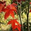 Elegant Maple (Acer Elegantulum) 30 seeds