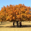 Elegant Maple (Acer Elegantulum) 30 seeds