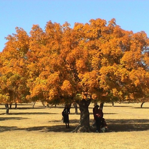 Elegant Maple (Acer Elegantulum) 15 seeds