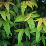 Elegant Maple (Acer Elegantulum) 15 seeds