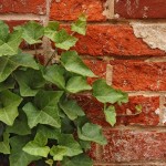 English Ivy (Hedera Helix) 5 seeds