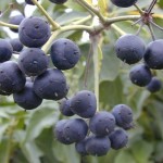 English Ivy (Hedera Helix) 30 seeds
