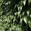English Ivy (Hedera Helix) 15 seeds