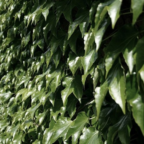 English Ivy (Hedera Helix) 30 seeds