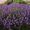 English Lavender (Lavandula Angustifolia) 50 seeds