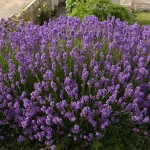 English Lavender (Lavandula Angustifolia) 100 seeds
