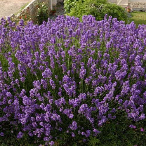 English Lavender (Lavandula Angustifolia) 100 seeds