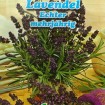 English Lavender (Lavandula Angustifolia) 50 seeds