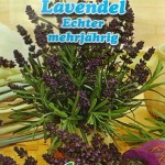 English Lavender (Lavandula Angustifolia) 100 seeds