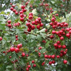 English Oneseed Hawthorn (Crataegus Monogyna) 10 seeds