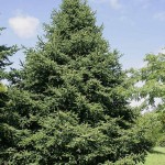 Ernest Mini Fir (Abies Recurvata Ernestii) 20 seeds