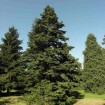 Ernest Mini Fir (Abies Recurvata Ernestii) 20 seeds