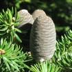 Ernest Mini Fir (Abies Recurvata Ernestii) 10 seeds