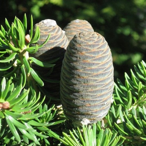 Ernest Mini Fir (Abies Recurvata Ernestii) 10 seeds