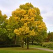 European Ash (Fraxinus Excelsior) 20 seeds