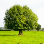 European Ash (Fraxinus Excelsior) 10 seeds