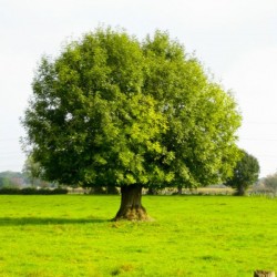 European Ash (Fraxinus Excelsior) 20 seeds