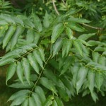 European Ash (Fraxinus Excelsior) 20 seeds