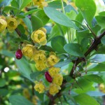 European Barberry (Berberis Vulgaris) 10 seeds