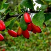 European Barberry (Berberis Vulgaris) 20 seeds