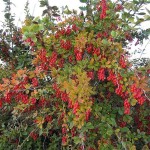 European Barberry (Berberis Vulgaris) 10 seeds