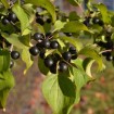 European Buckthorn (Rhamnus Cathartica) 10 seeds