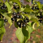 European Buckthorn (Rhamnus Cathartica) 15 seeds