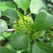 European Buckthorn (Rhamnus Cathartica) 30 seeds