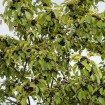 European Buckthorn (Rhamnus Cathartica) 30 seeds