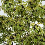 European Buckthorn (Rhamnus Cathartica) 10 seeds