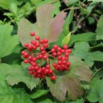 European Cranberrybush (Viburnum Opulus) 10 seeds